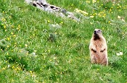 91 Zoom su Marmotta in sentinella